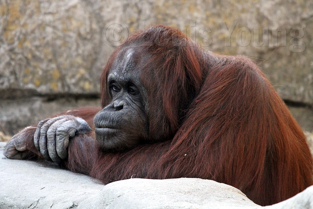 Bornean Orangutan Sad and lonely View On Black www