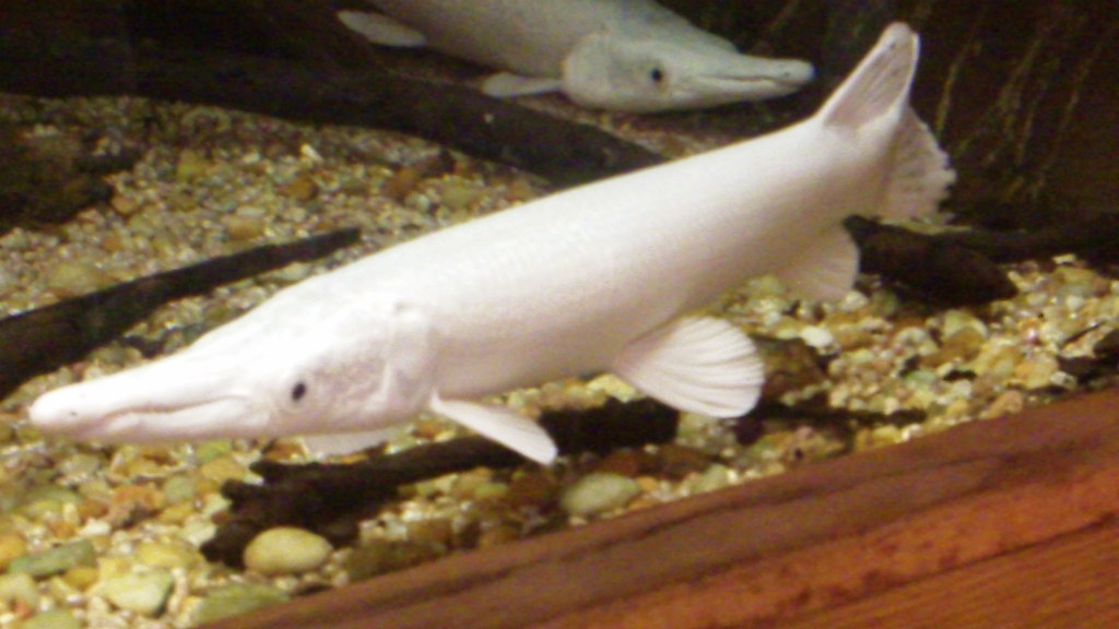 Albino Alligator Gars These two albino alligator gar are