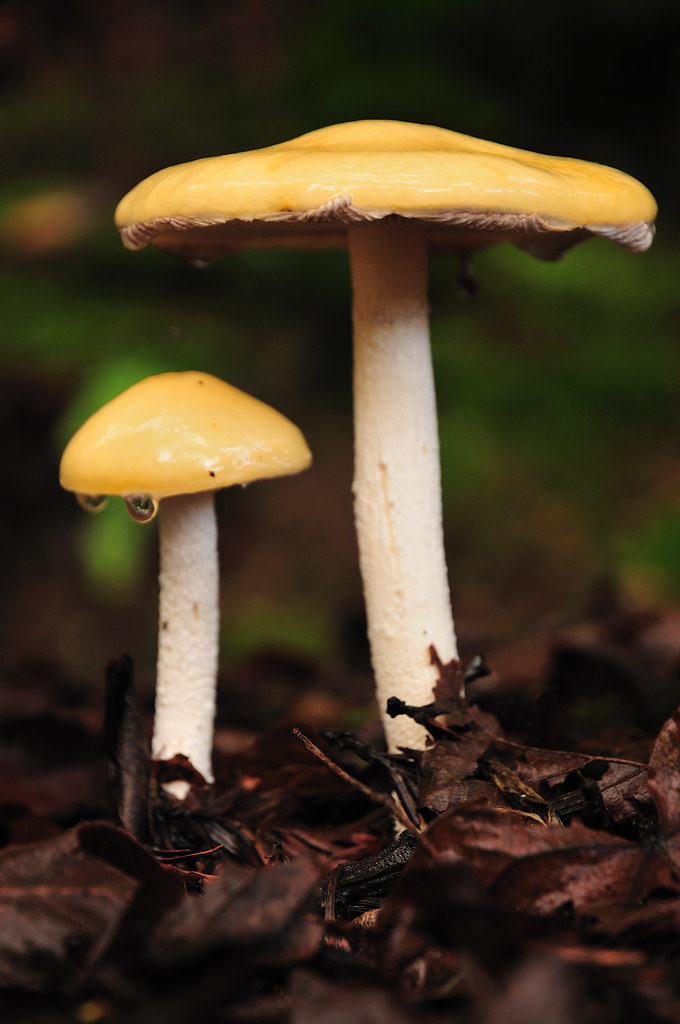 Ant Umbrella These things look like little mini umbrellas … Flickr