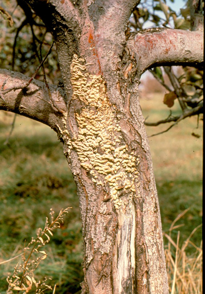 Apple tree trunk colonized by a wood rotting fungus that i… Flickr