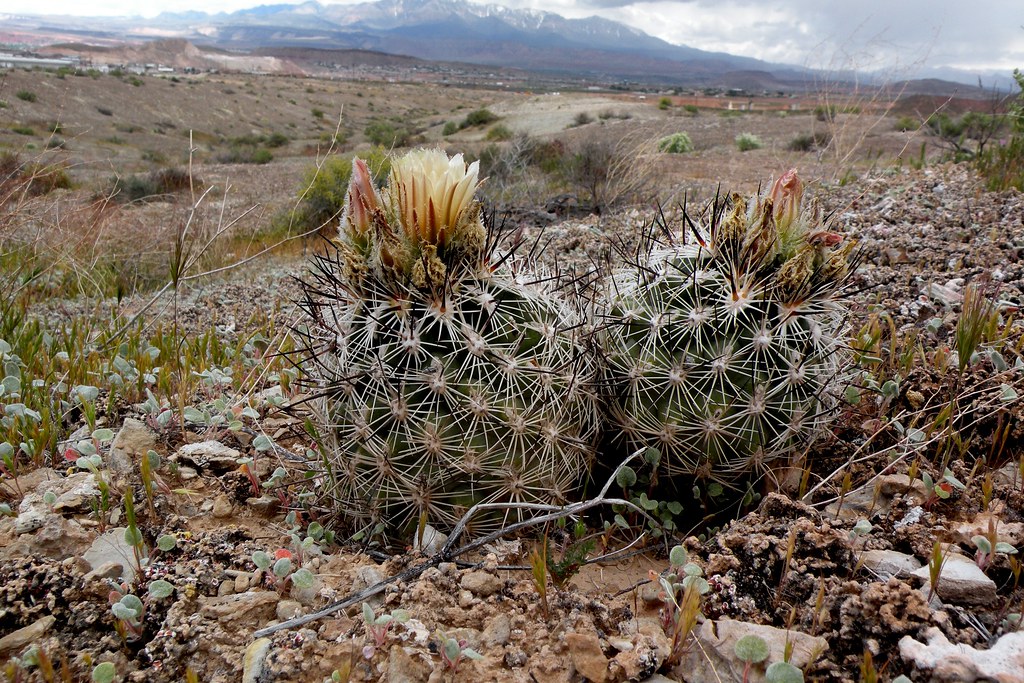 Siler Pincushion Cactus Siler pincushion cactus found on t… Flickr