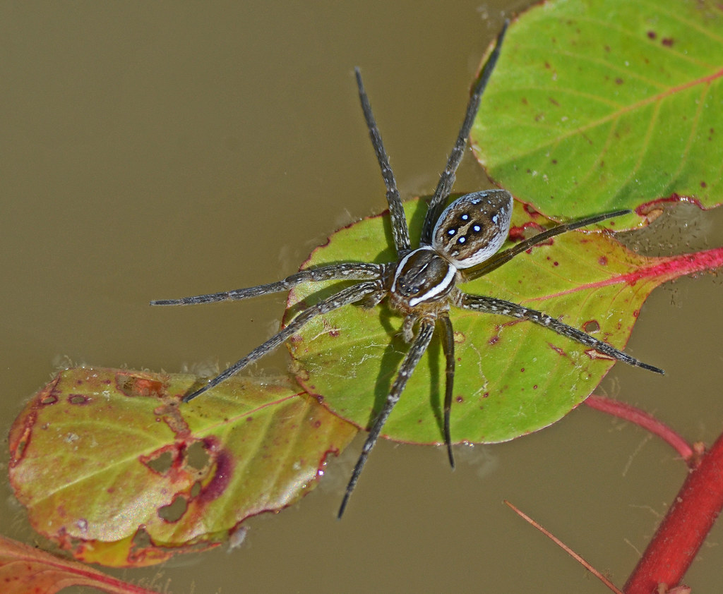 Giant Water Spider This Giant Water Spider was scurrying a… Flickr