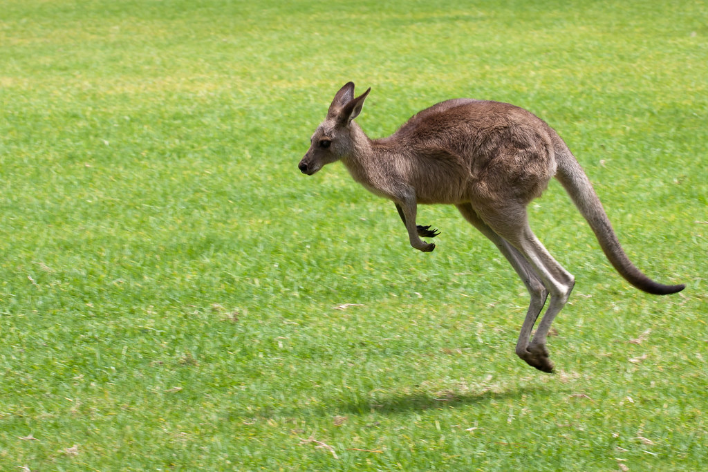 Kangaroo Jump Bishoy Botros Flickr