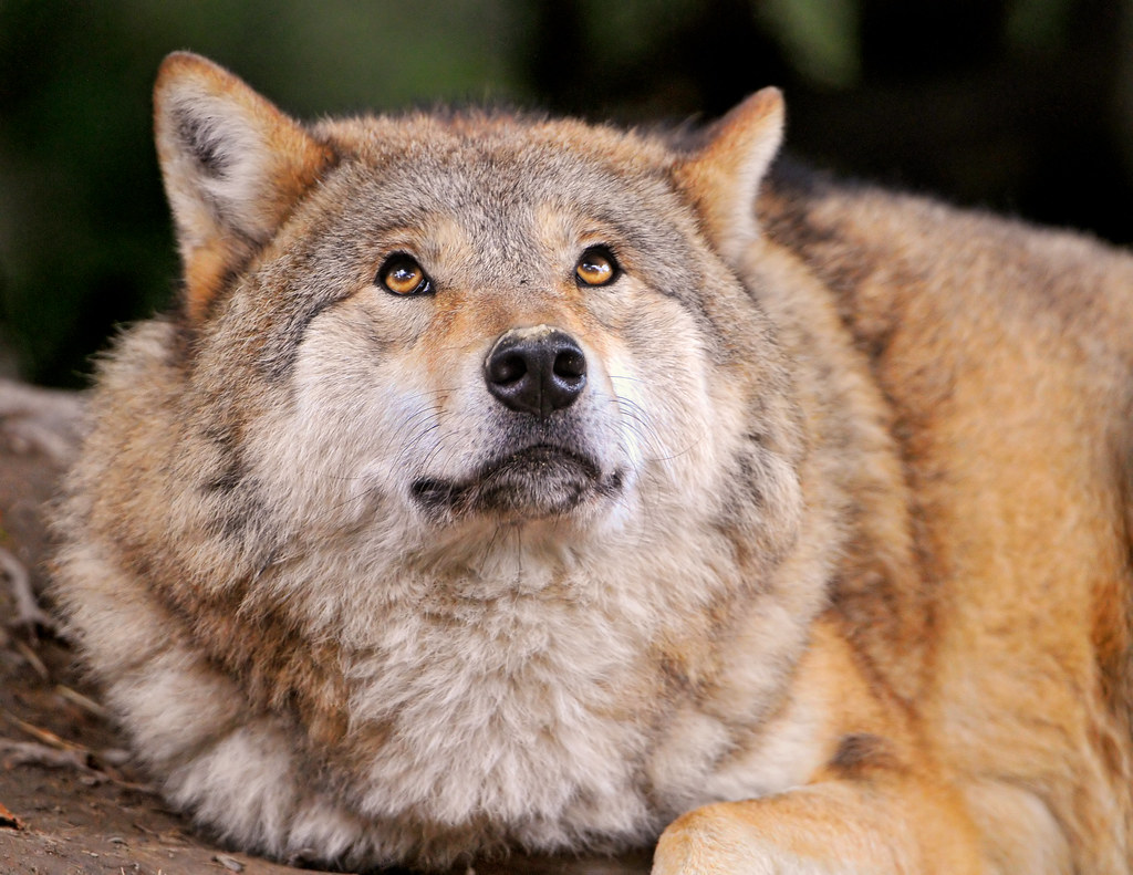 Fluffy wolf looking up I like this picture, it's a bit fun… Flickr