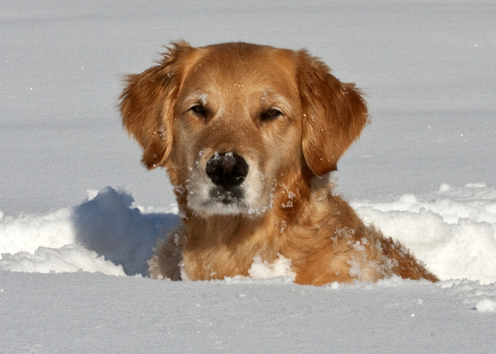 Dogs playing in the snow Golden Retriever, Golden, Retriev… Flickr