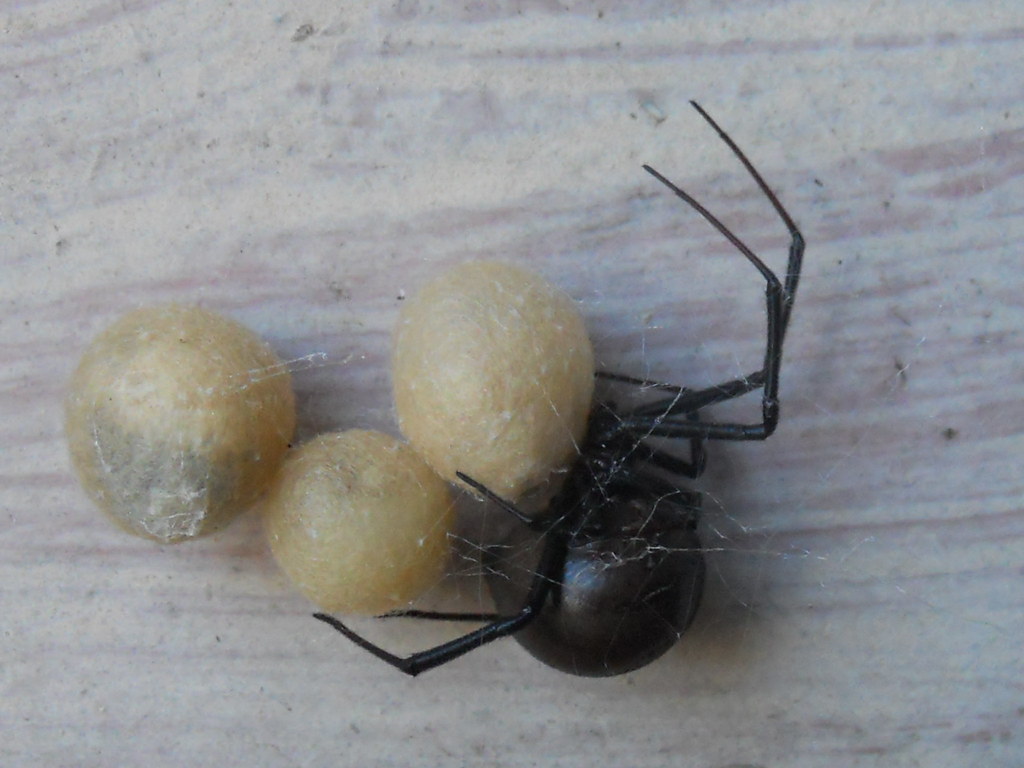Redback Spider With Egg Sacs Redback Spider (Latrodectus H… Flickr
