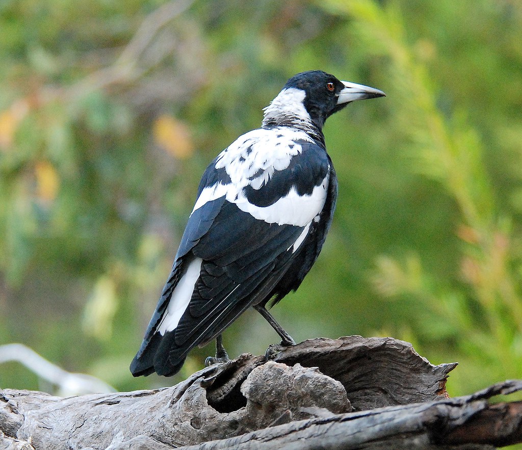Western Magpie, male bird A male Western Magpie, Albany, W… Flickr