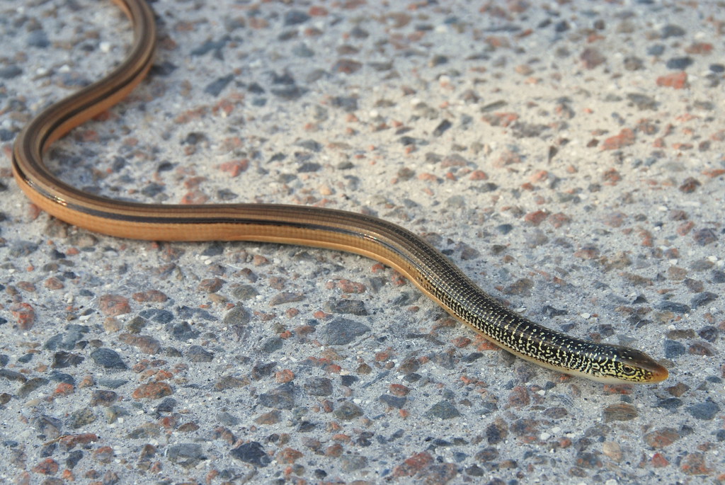 Island Glass Lizard (Ophisaurus compressus), Florida Flickr