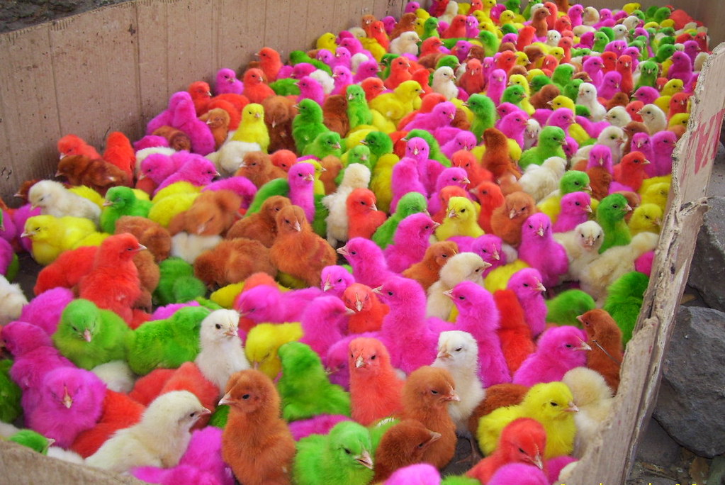 coloured chicks a more close view of the coloured chicks.a… Flickr