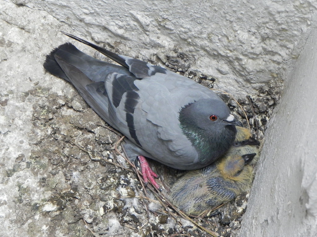 A mother pigeon with her two baby pigeons I took this phot… Flickr