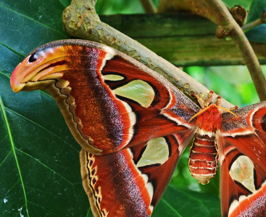 Butterfly (looks like snake face on the wing . )) Flickr