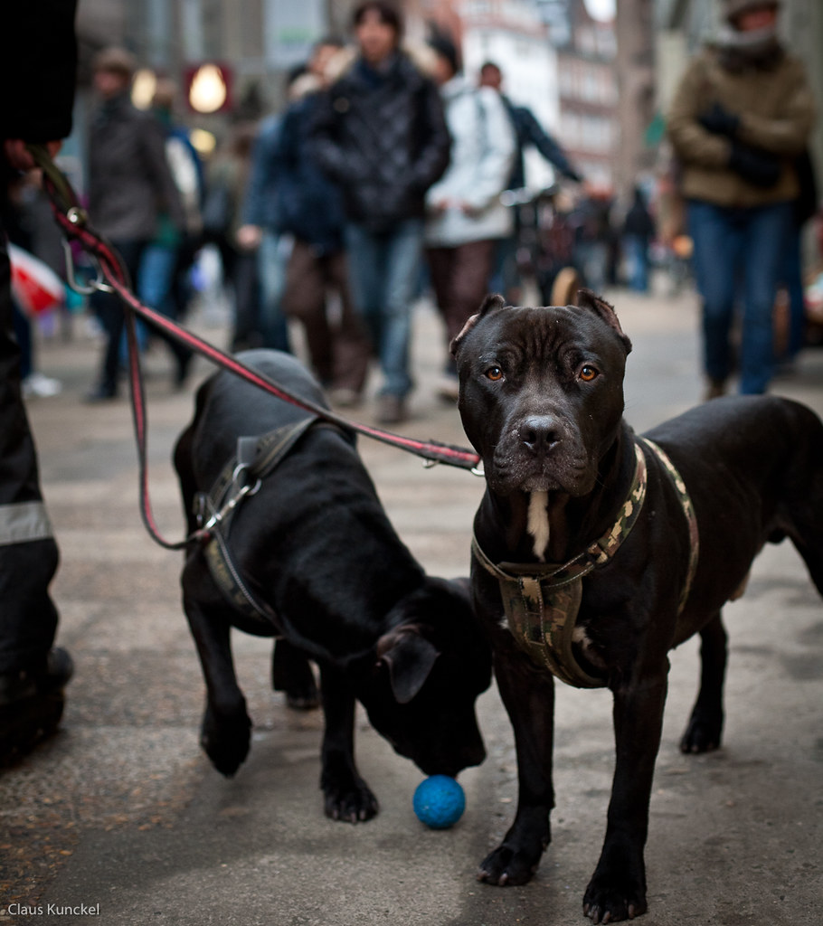 Dog With Folded Ears Claus Kunckel Flickr