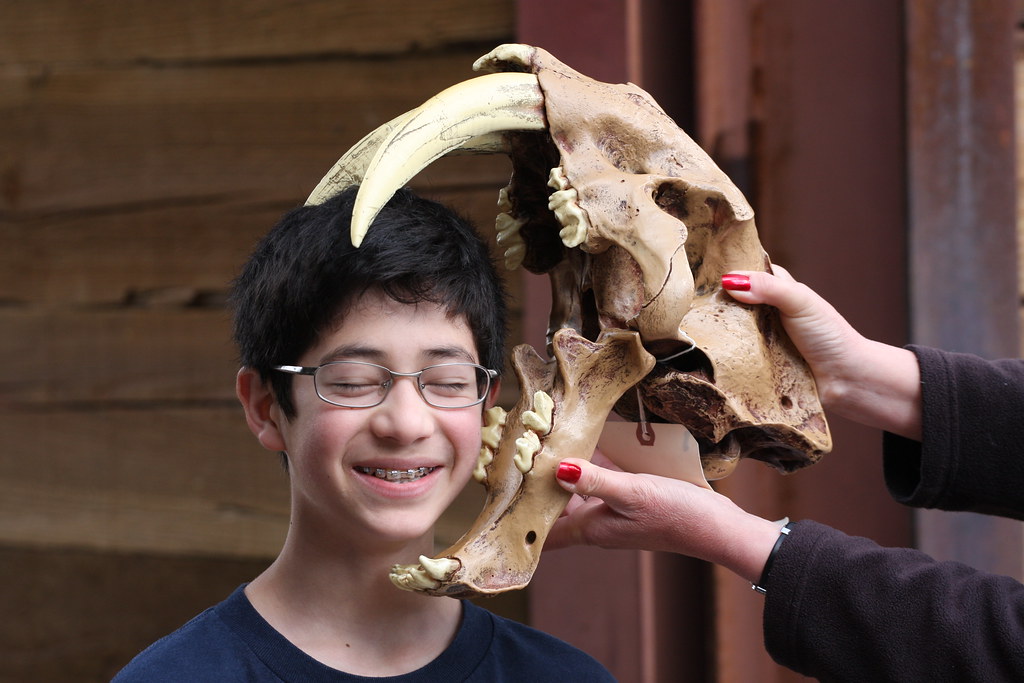 Sabre Tooth Tiger skull 13 year old son added to show … Flickr