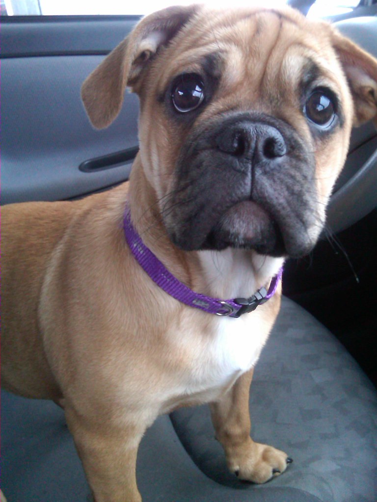 Miniature Bulldog Little Mia Miniature Bulldog