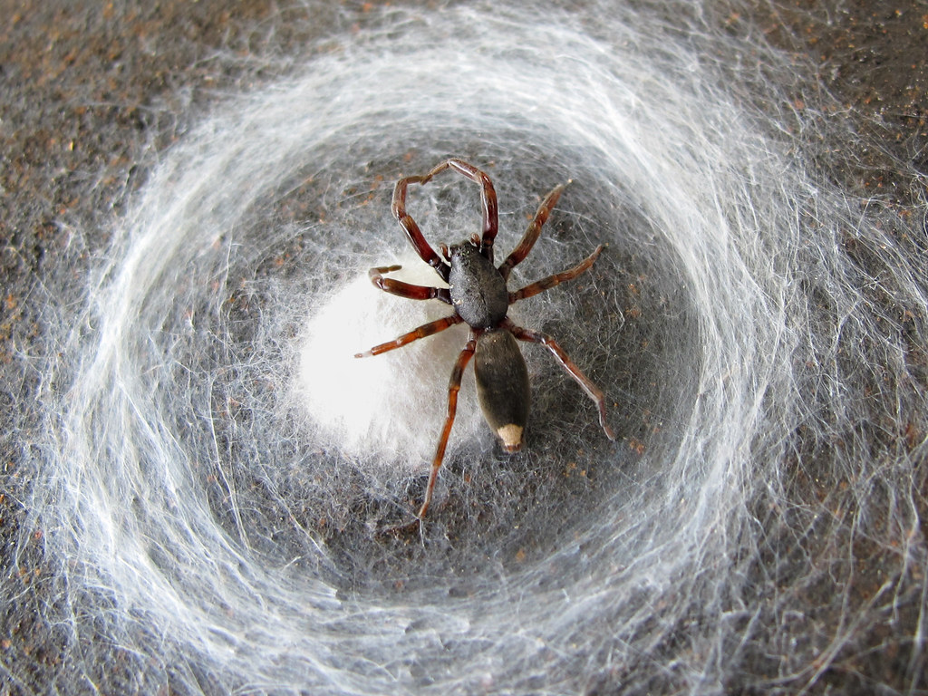 Whitetail Spider A whitetail spider protecting her eggs. T… Flickr