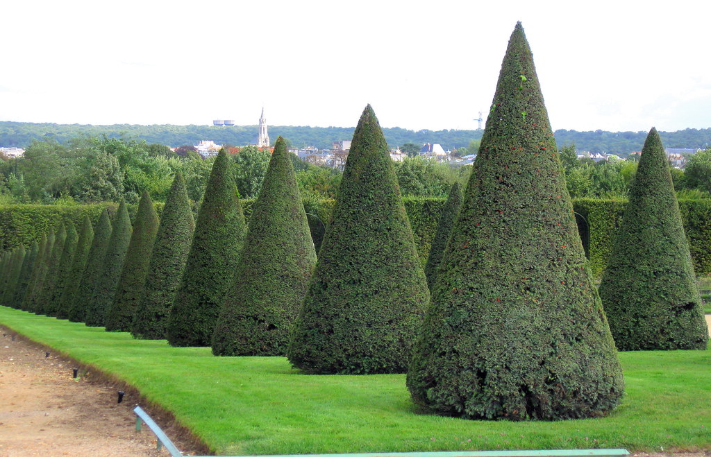 Cone Shaped Trees Leonard DePaul Study Abroad Program Flickr