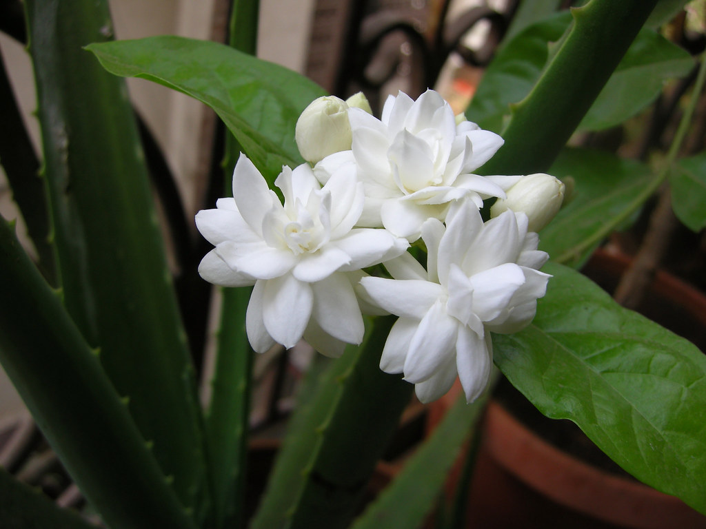 Mogara Jasmine Eight Common name Arabian Jasmine 'Belle… Flickr