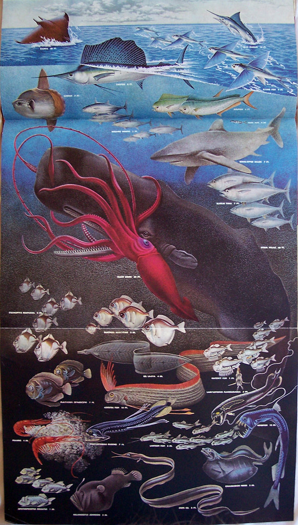 Giant Squid vs Whale This is is what the depths of the oce… Flickr