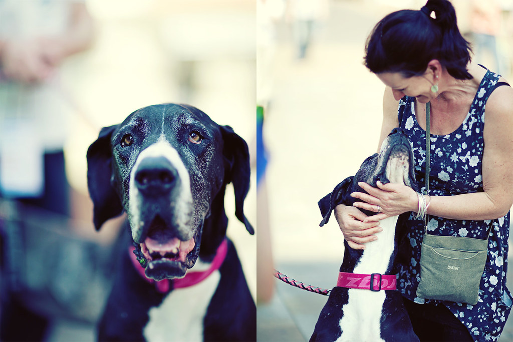 great dane highstreet love if anything this is for my wife… Flickr