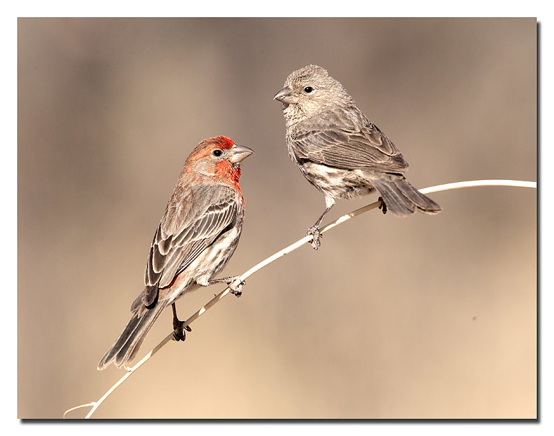 House Finch (Male and Female) © Larry Selman House Finch (… Flickr