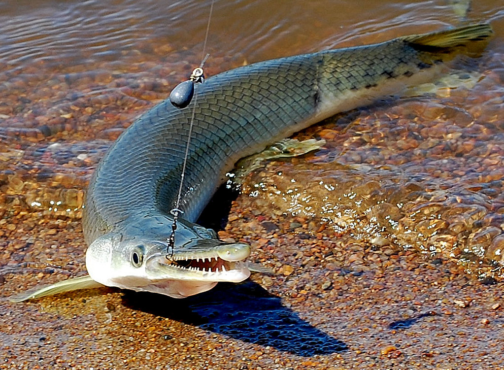 Alligator Gar in Missouri At Ceve Coeur Lake. joe ferguson Flickr