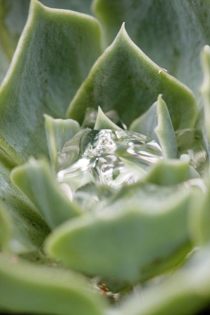 2011040903Hydrophobic waxy coating on succulent leaves Flickr