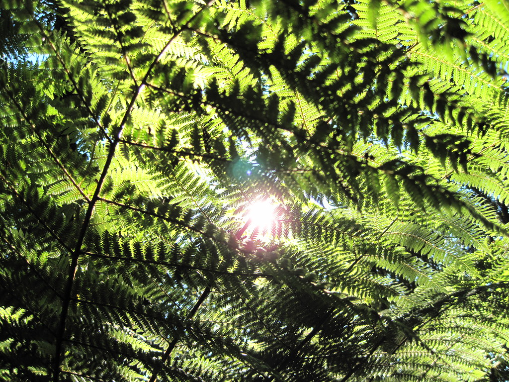 NZ Ponga tree fern Coast to Coast 2011 20110322 012 en.w… Flickr