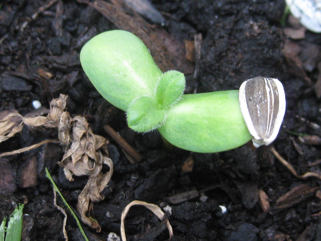 Sunflower Sprouts Flickr