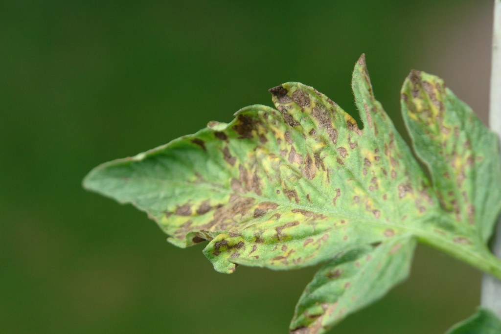 DSC07336 PVY tomato Foliar symptoms caused by PVY (Potato … Flickr