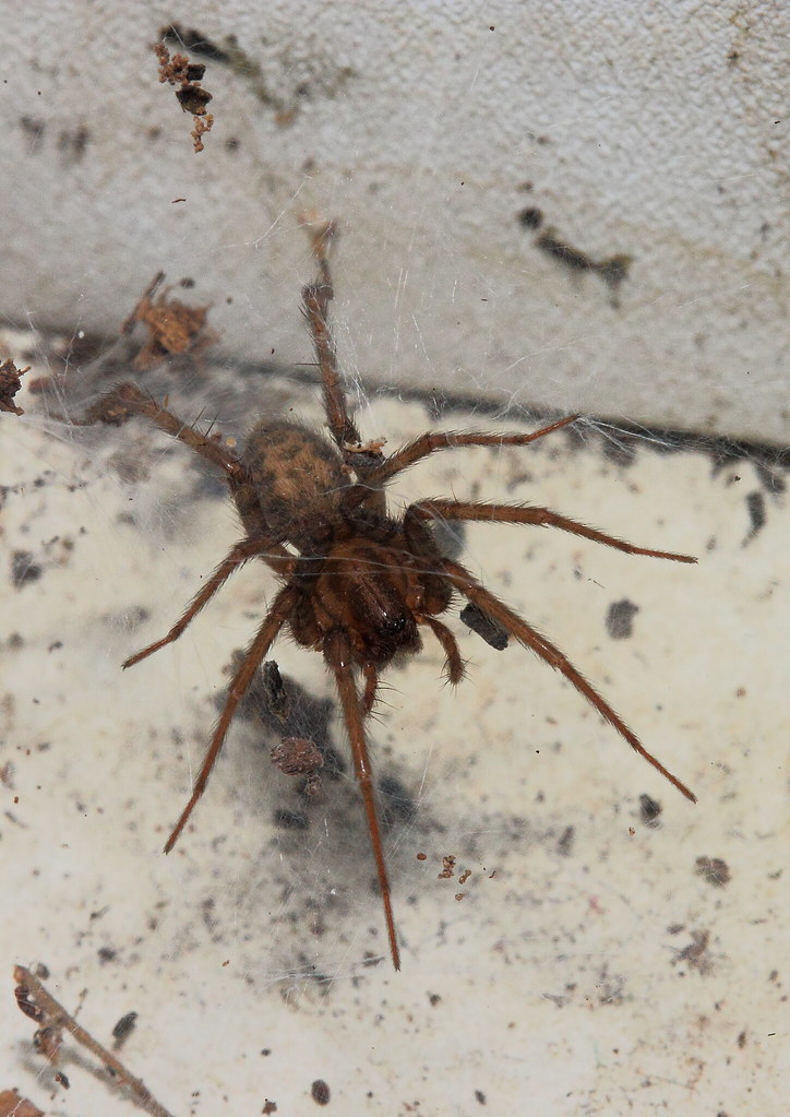 Cobweb spider or house spider Scientific name Tegenaria