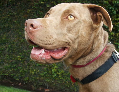 RUCA Chocolate Labrador Retriever/Vizsla Mix — Meet RUCA… Flickr