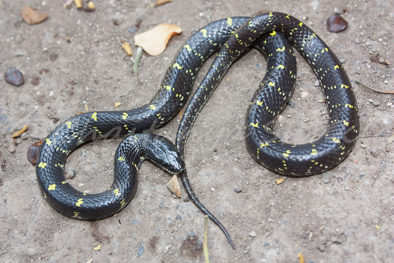 Yellow And Black Snake In