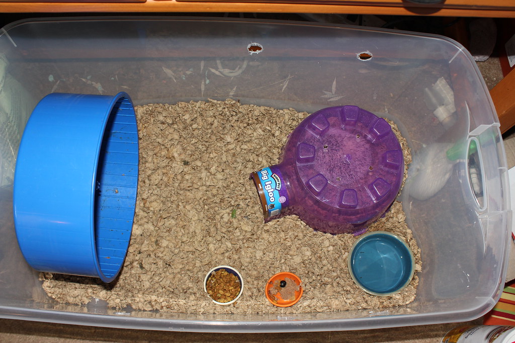 hedgehog cage Hedgie's new cage. RaynalynnTx Flickr