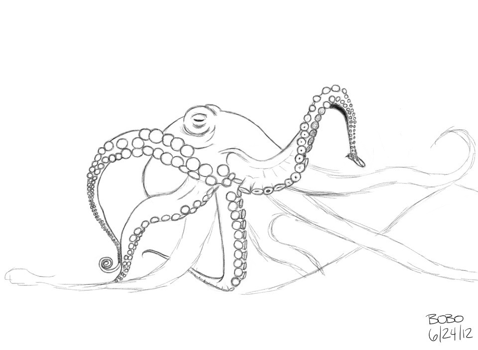 Giant Pacific Octopus Drawing