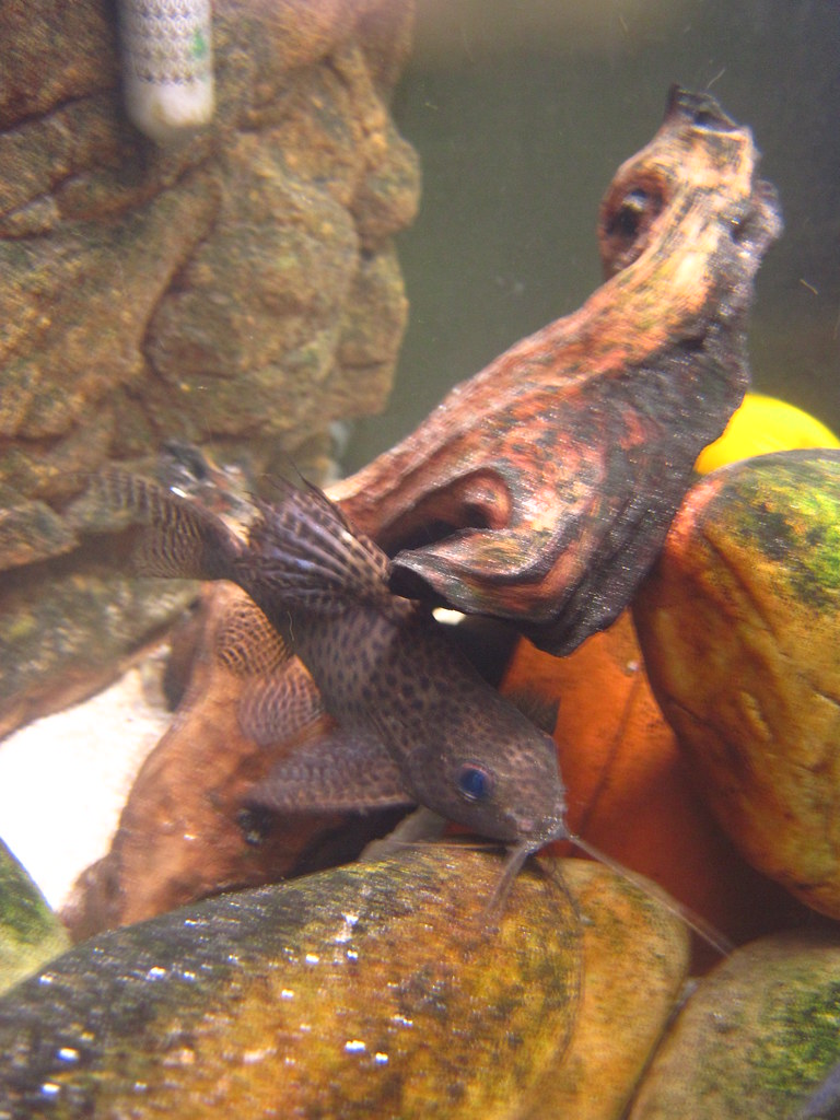 Catfish, African cichlid tank I take pictures of the catfi… Flickr