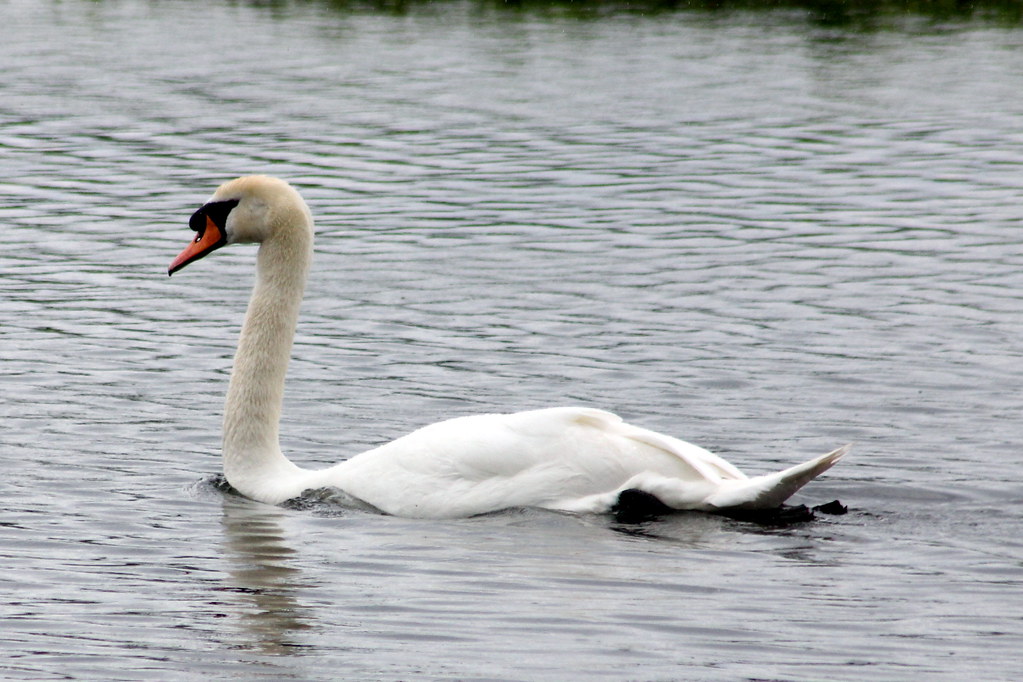 Mute Swan I think one of the most common types of swan in … Flickr