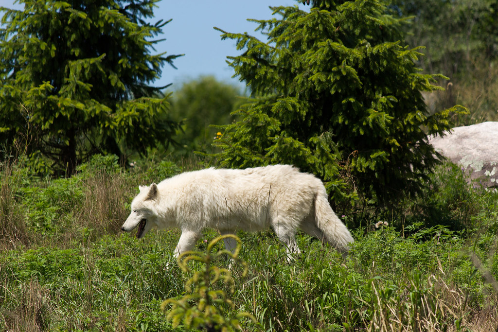 Arctic Wolf Scientific Name Canis lupus arctos