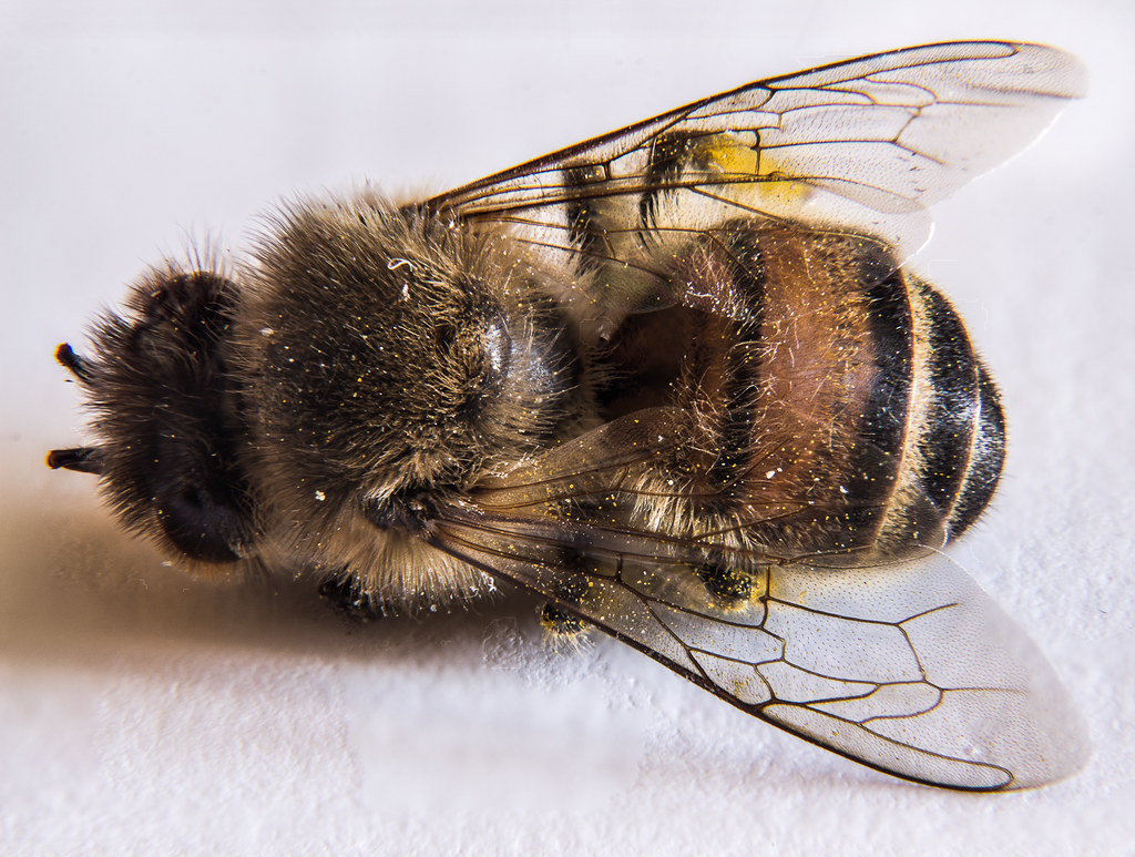 dead bee another focus stacking test on this dead bee. i f… Flickr