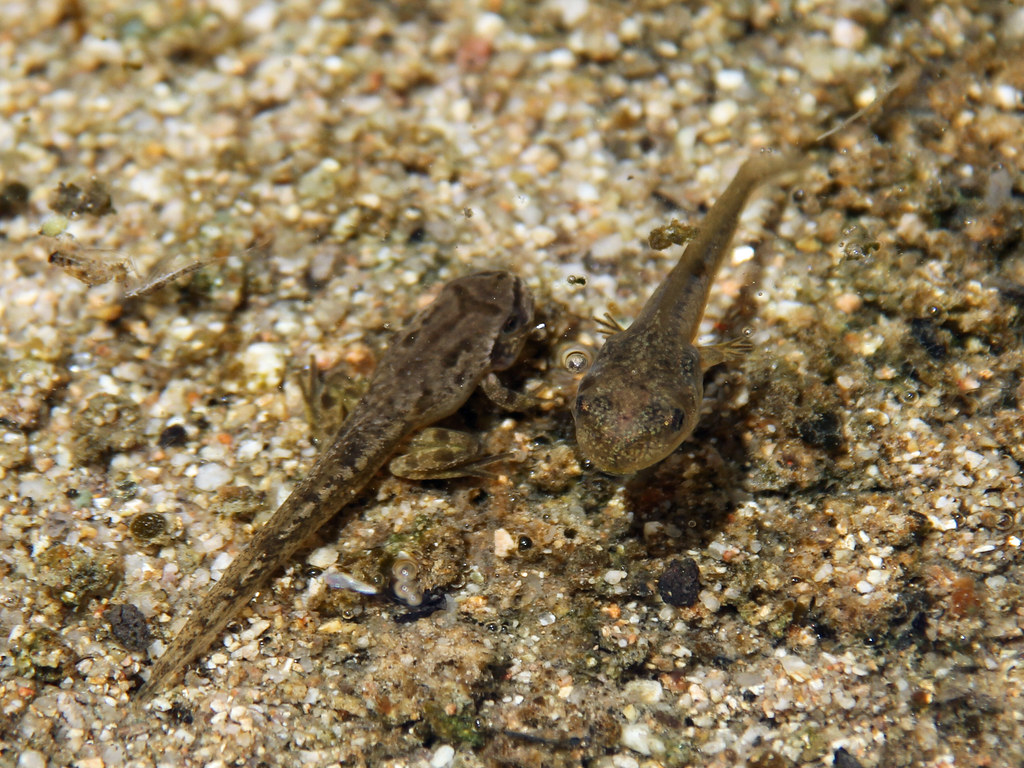 Pacific Tree Frog Tadpoles (Pseudacris regilla) Greg Schechter Flickr