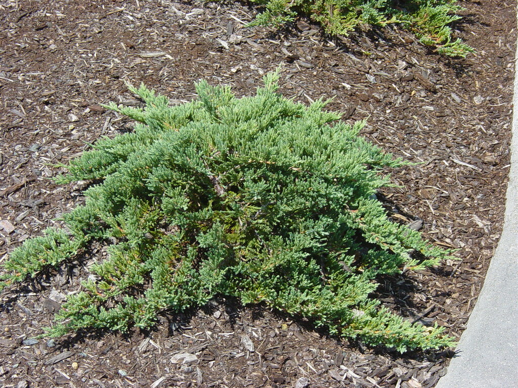 Juniperus procumbens 'Green Mound' Green Mound Japanese Ga… Flickr