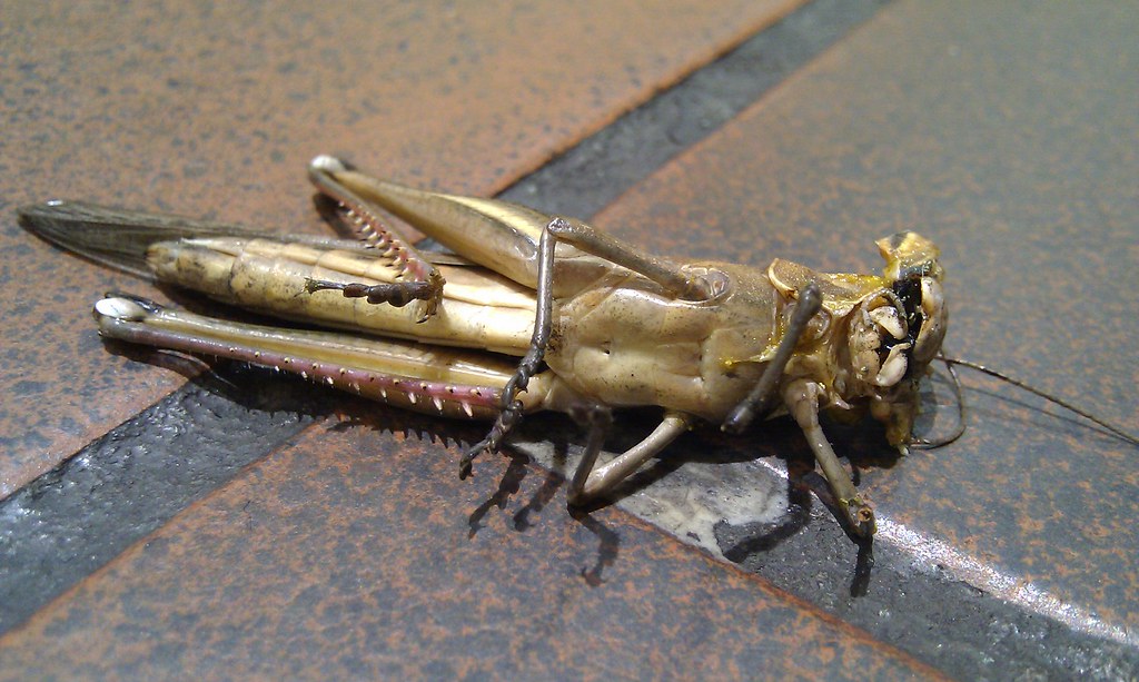 Dead locust Huge locust on platform 4 in Melbourne Central… Flickr