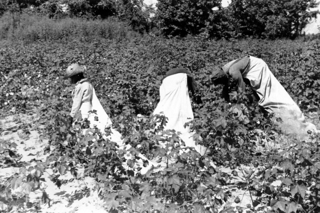 Young Black girls pick cotton into long sacks Title Young… Flickr