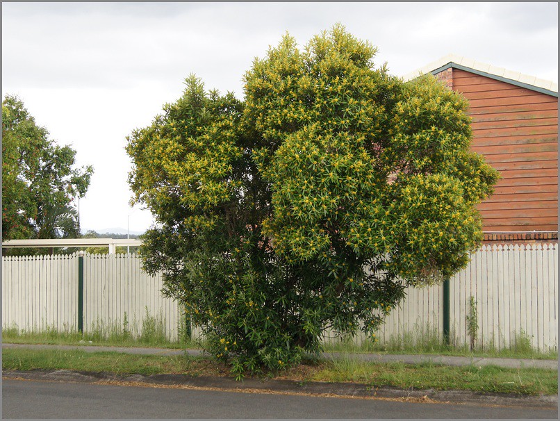 Tristaniopsis laurina 'Water Gum' street tree An attra… Flickr