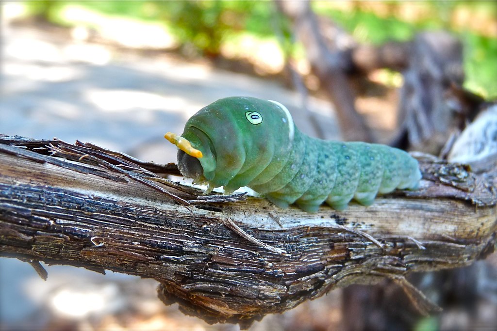 Tiger Swallowtail Caterpillar Defense against predators Th… Flickr