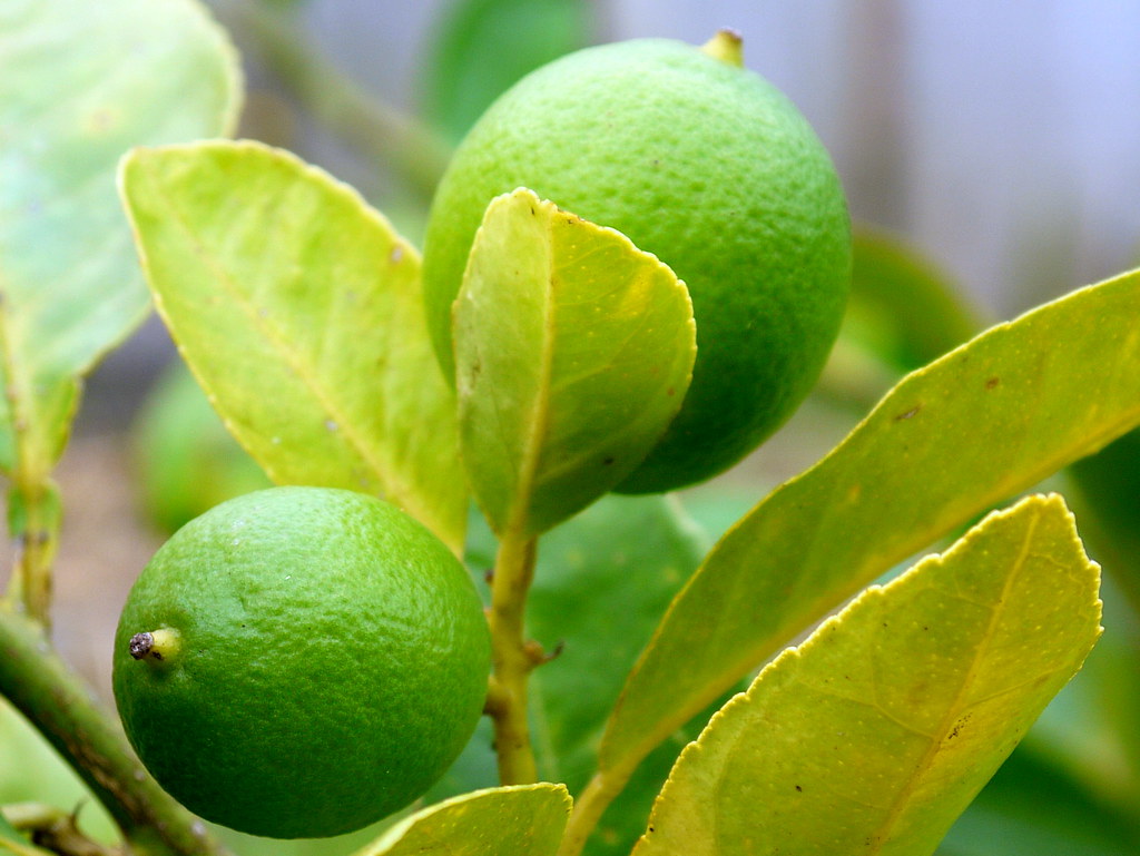 Limes Growing Yortw Flickr