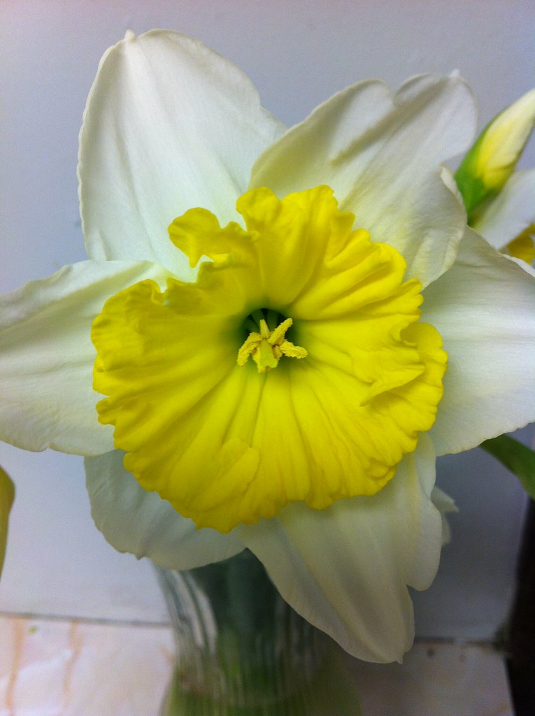 Daffodil Lafayette Florist & Greenhouses in Lafayette, C… Flickr