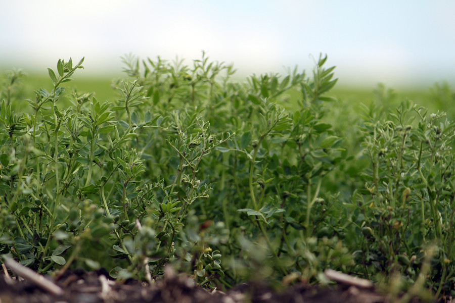 Chickpea (Garbanzo Bean) Plant USA Dry Pea & Lentil Council Flickr