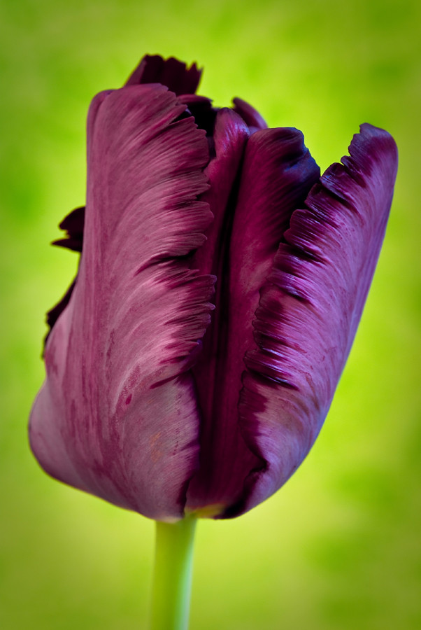 Purple Parrot Tulip Ahhhh the parrot tulip there's… Flickr