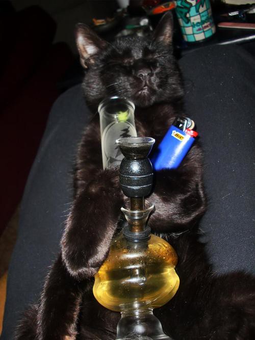 Stoner Cat My cat Neitzsche, smoking up all my weed and sh