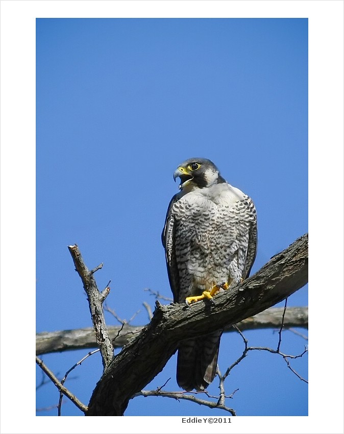 A Rare Find Bird in New York City Peregrine Falcon, Imag… Flickr